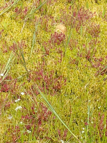 Spoonleaf sundew (Drosera intermedia)