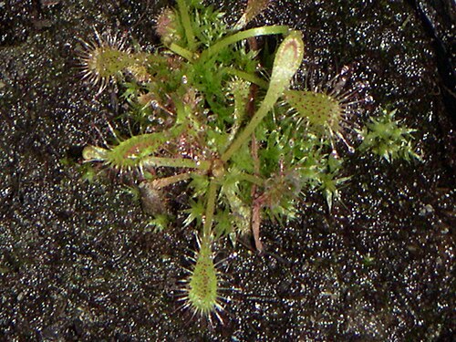 Spoonleaf sundew: Mittlerer Sonnentau