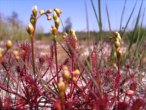 Spoonleaf sundew: Drosera intermedia , Zonnendauw