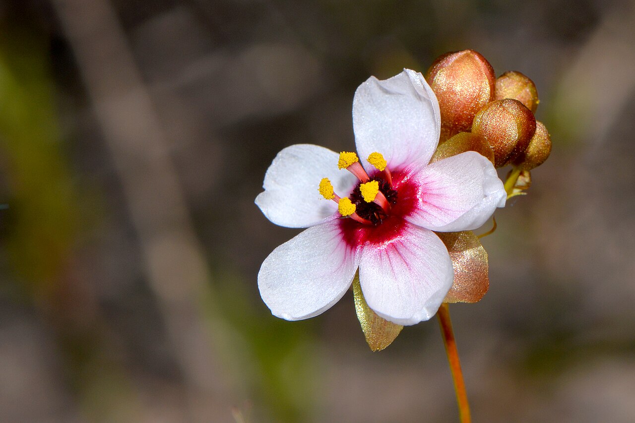 Drosera macropetala: "Drosera macropetala is one of the rarest carnivorous plants of Western Australia, only known from a single unprotected roadside location about 150 km north of