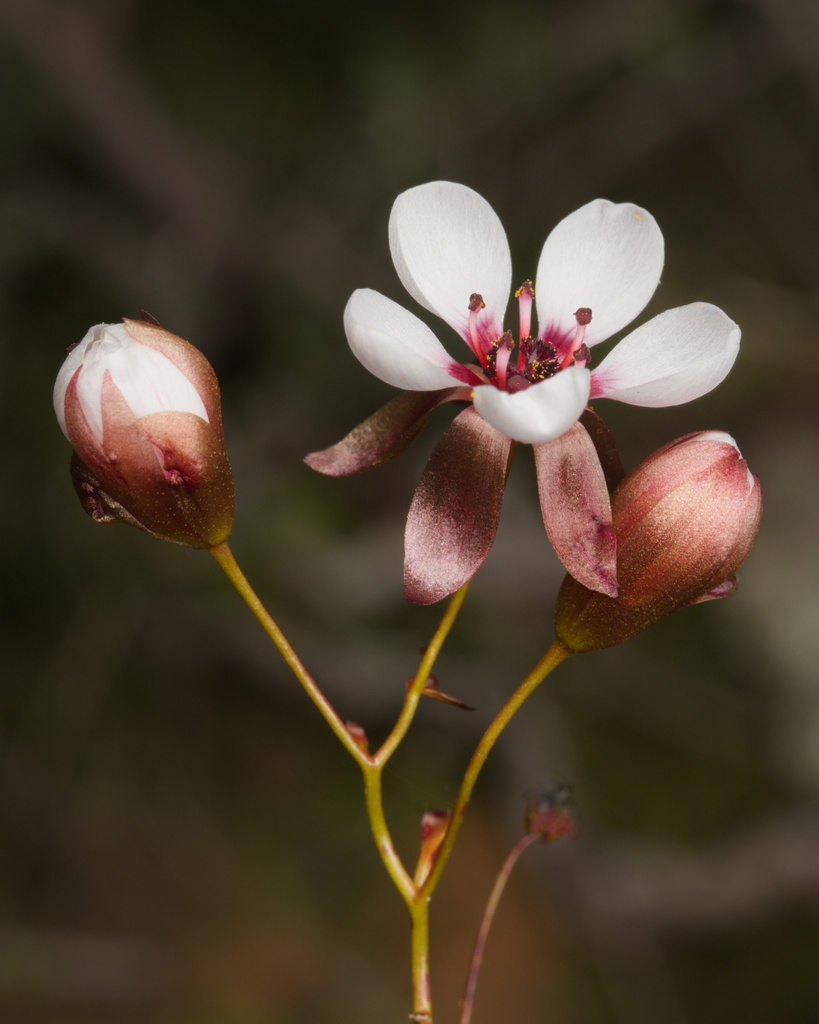 Drosera macropetala (Drosera macropetala)