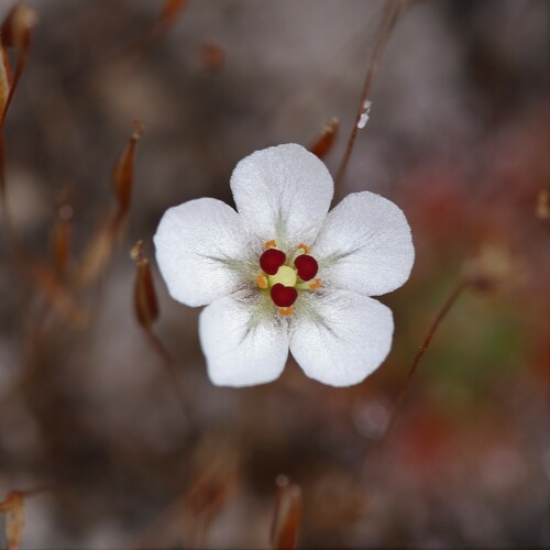 Drosera nitidula (Drosera nitidula)