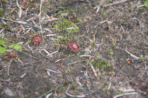 Drosera nitidula (Drosera nitidula)