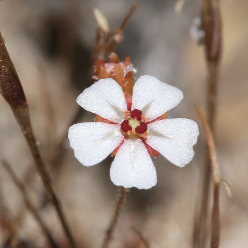 Drosera nitidula (Drosera nitidula)