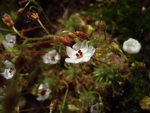 Drosera nitidula (Drosera nitidula)