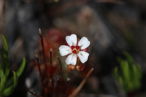 Drosera nitidula (Drosera nitidula)