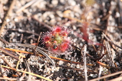 Drosera nitidula (Drosera nitidula)