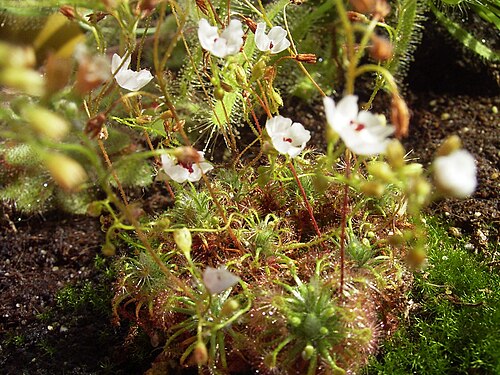 Drosera nitidula (Drosera nitidula)