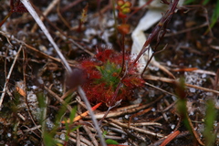 Drosera nitidula (Drosera nitidula)