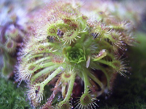 Drosera nitidula (Drosera nitidula)