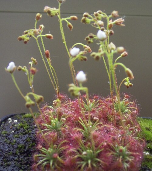 Drosera nitidula (Drosera nitidula)