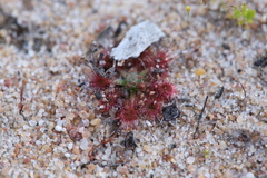 Drosera nitidula (Drosera nitidula)