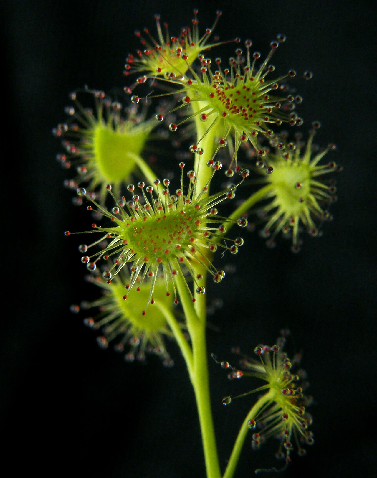 Crescent-leaved sundew: tentacles of Drosera peltata