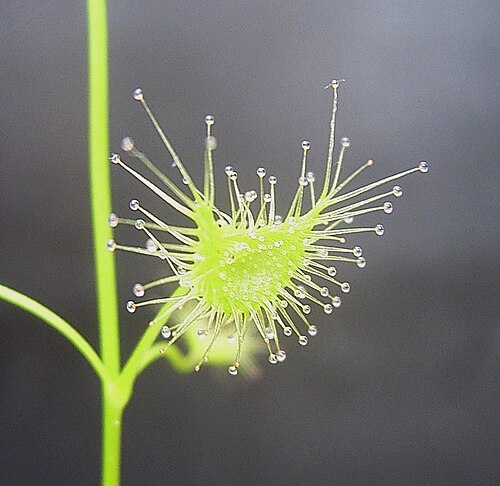 Crescent-leaved sundew: Lamina Drosera peltata