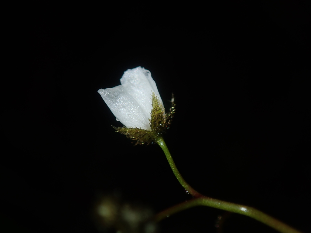 Crescent-leaved sundew (Drosera peltata)