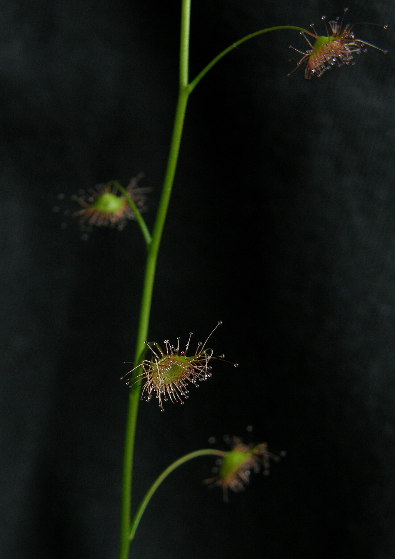 Crescent-leaved sundew: Drosera peltata subsp. auriculata stem