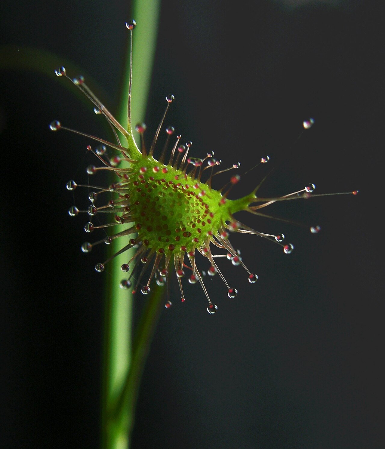 Crescent-leaved sundew: Drosera peltata subsp. auriculata leaf, adaxial surface