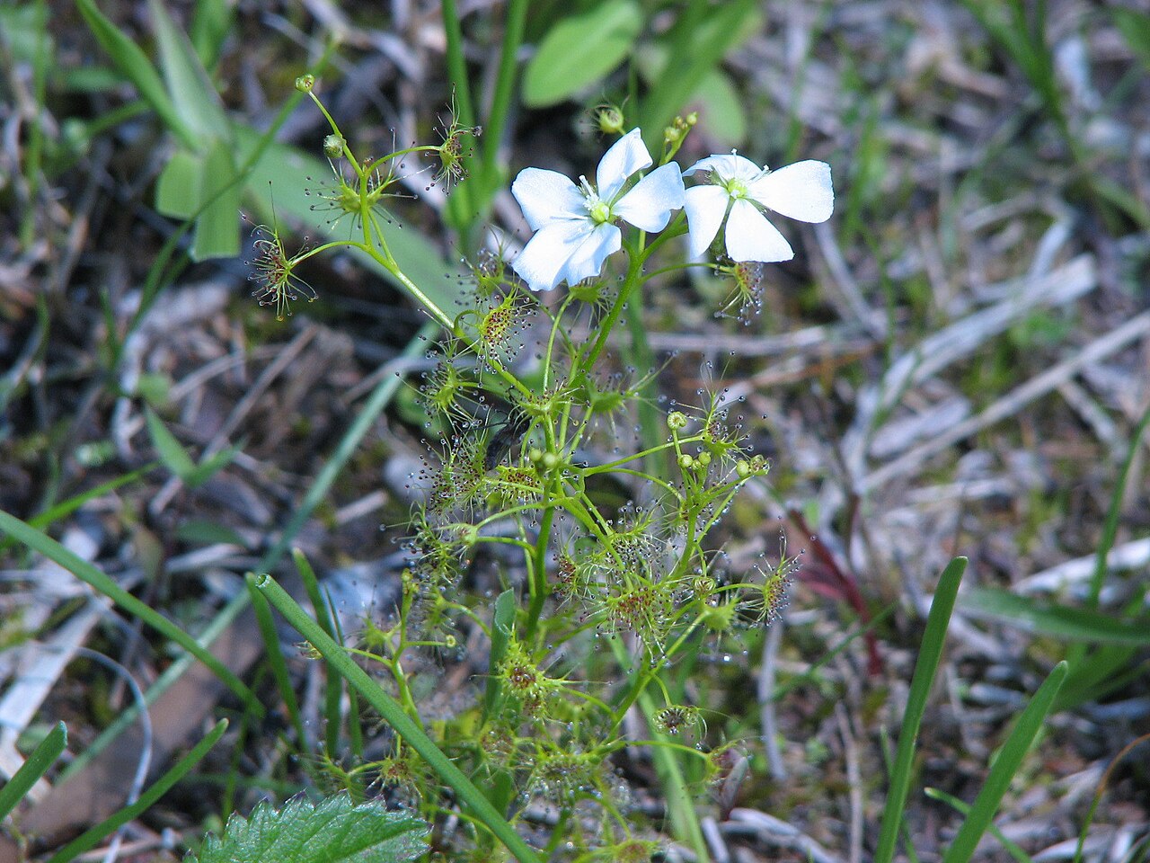 Crescent-leaved sundew: Flowering of Drosera peltata var. nipponica at Naruto-Togane carnivorous plant colony