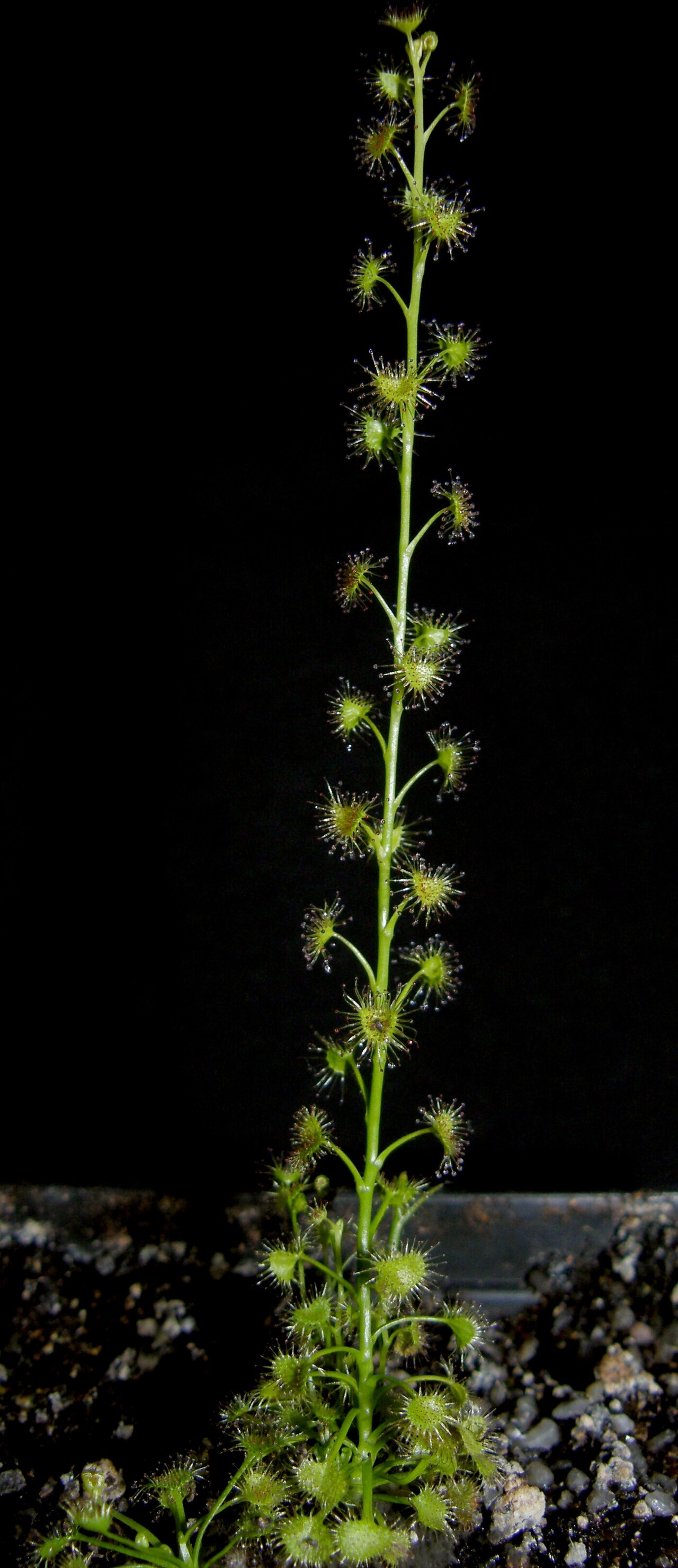 Crescent-leaved sundew: tentacles of Drosera peltata