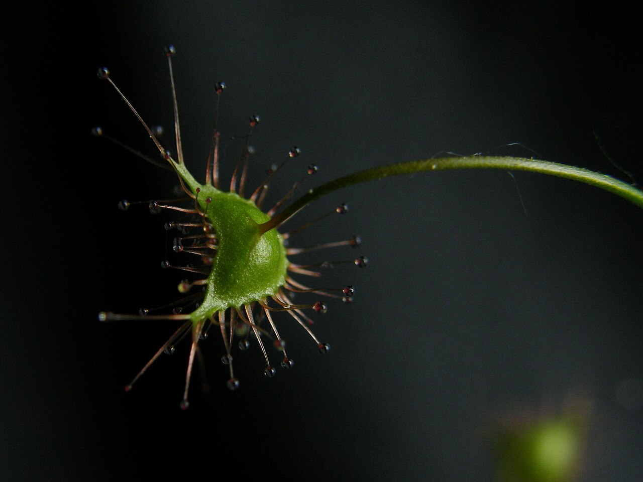 Crescent-leaved sundew: Drosera peltata subsp. auriculata leaf, abaxial surface