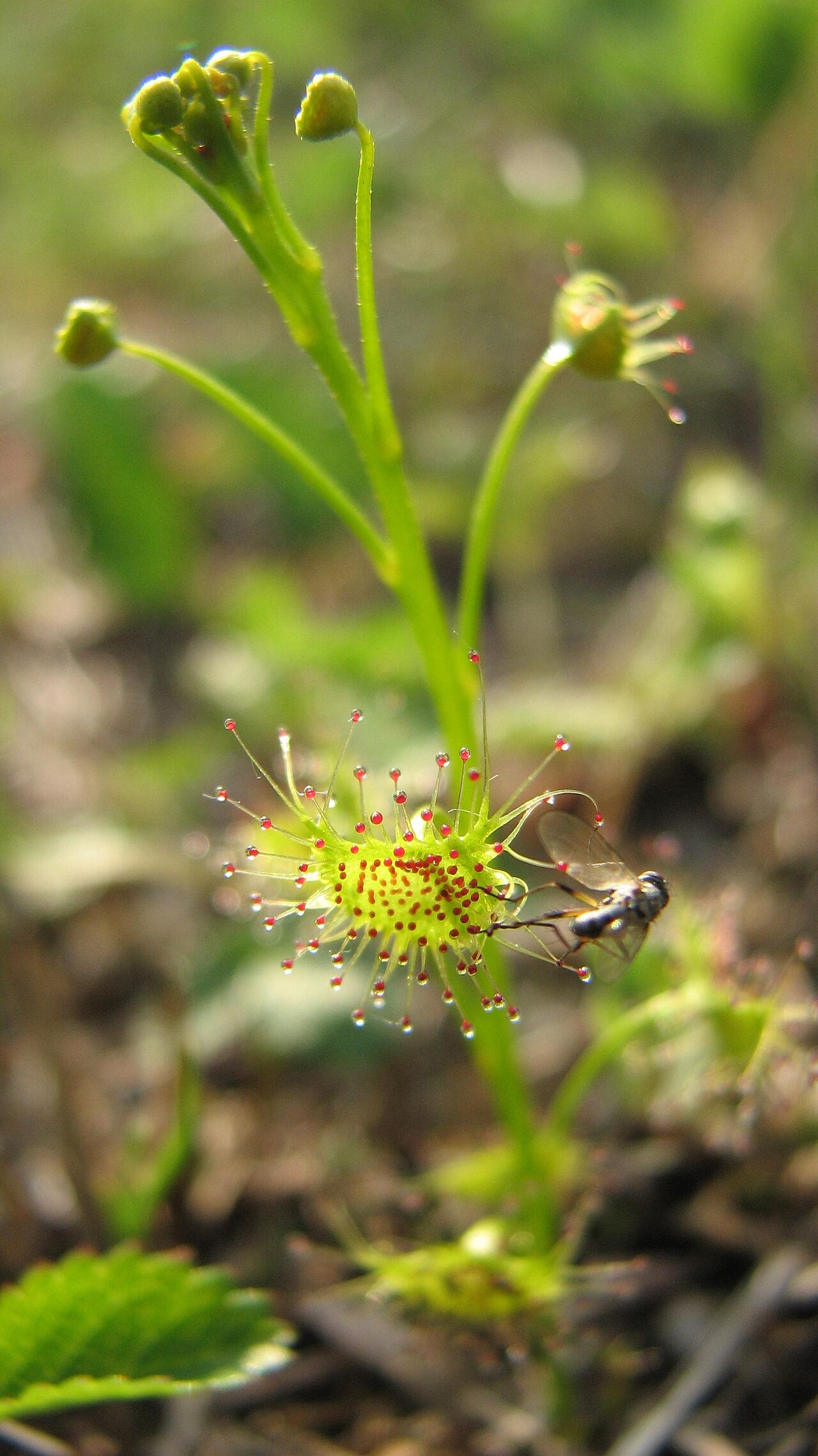 Crescent-leaved sundew: Drosera peltata leaves.