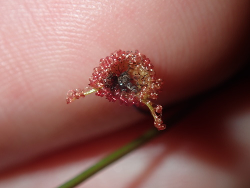 Crescent-leaved sundew (Drosera peltata)