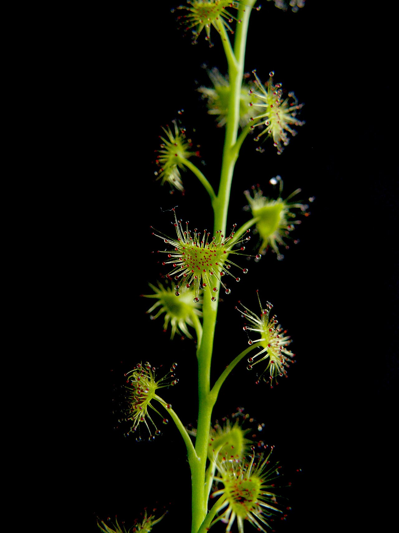 Crescent-leaved sundew: tentacles of Drosera peltata