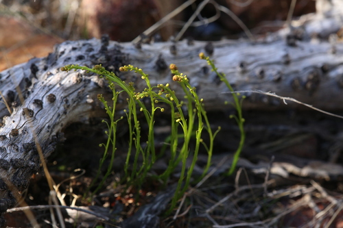 Drosera prophylla (Drosera prophylla)