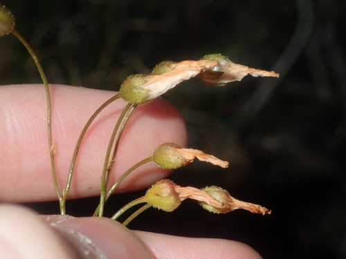 Drosera prophylla (Drosera prophylla)