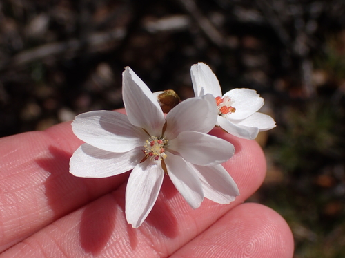 Drosera prophylla (Drosera prophylla)