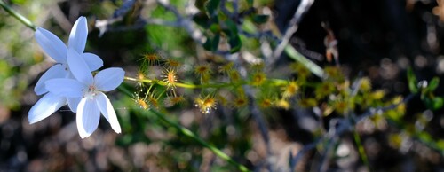 Drosera prophylla (Drosera prophylla)