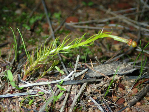Drosera prophylla (Drosera prophylla)