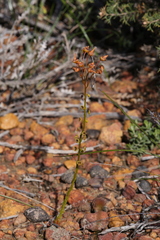 Drosera prophylla (Drosera prophylla)