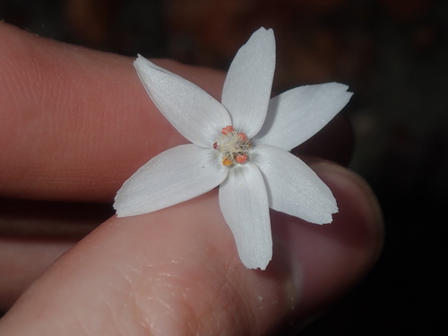 Drosera prophylla (Drosera prophylla)