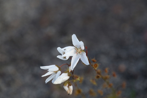 Drosera prophylla (Drosera prophylla)