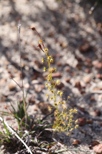 Drosera prophylla (Drosera prophylla)