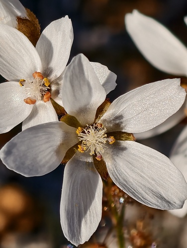 Drosera prophylla (Drosera prophylla)