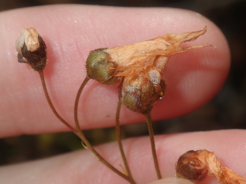 Drosera prophylla (Drosera prophylla)