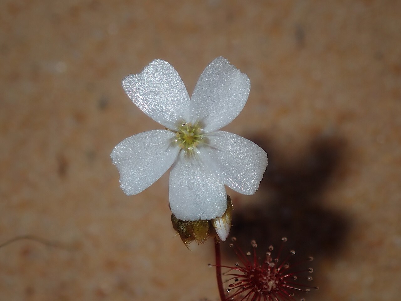 Drosera radicans: Photo of Drosera radicans uploaded from iNaturalist .