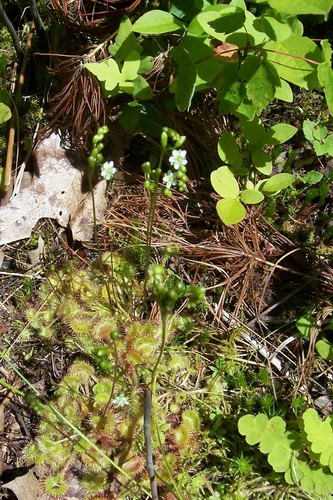Round-leaved sundew (Drosera rotundifolia)