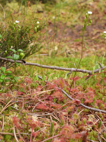 Round-leaved sundew (Drosera rotundifolia)