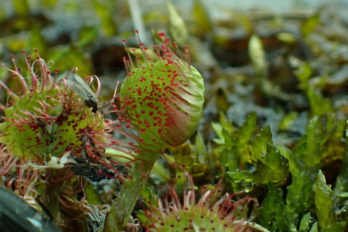 Round-leaved sundew (Drosera rotundifolia)