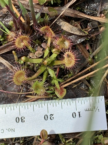 Round-leaved sundew (Drosera rotundifolia)