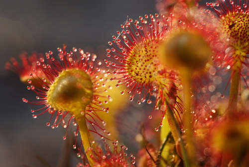 Round-leaved sundew (Drosera rotundifolia)
