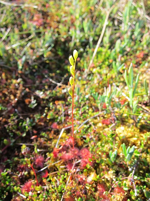 Round-leaved sundew: Drosera rotundifolia (the common sundew or round-leaved sundew) in the Pomponrahka. Pomponrahka became protected under the Nature Conservation Act in 1983 and i