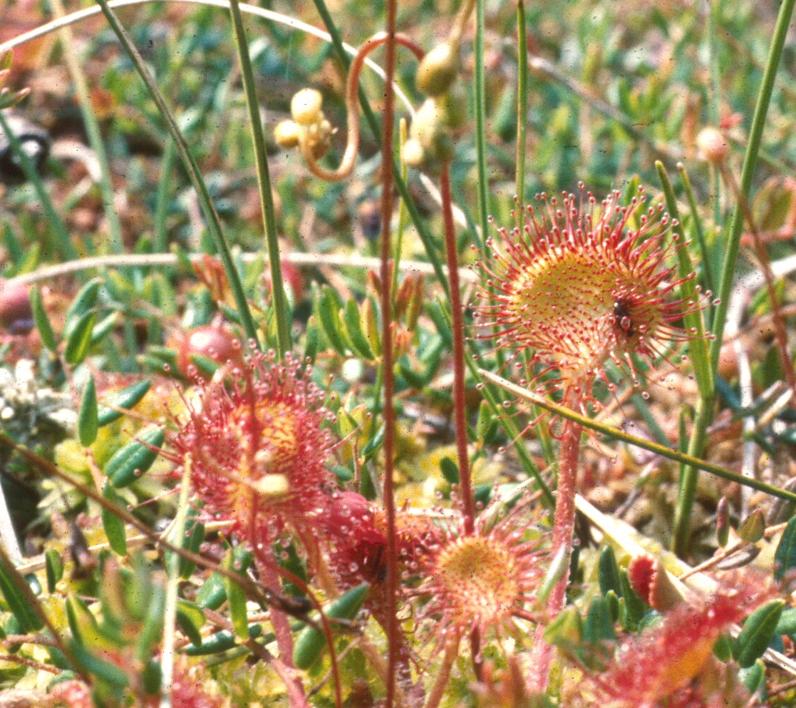 Round-leaved sundew: Rundblättriger Sonnentau / Standort: Hochmoor im Nordschwarzwald (Baden-Württemberg) auf der rechten Bildseite erkennt man ein gefangenes, von DrÃ¼senhaaren ein