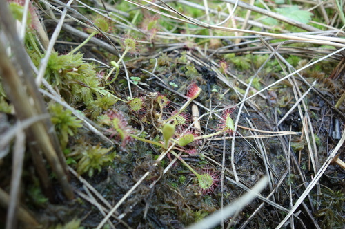Round-leaved sundew (Drosera rotundifolia)