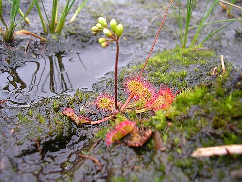 Round-leaved sundew: Round‑leaved Sundew