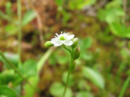 Round-leaved sundew (Drosera rotundifolia)