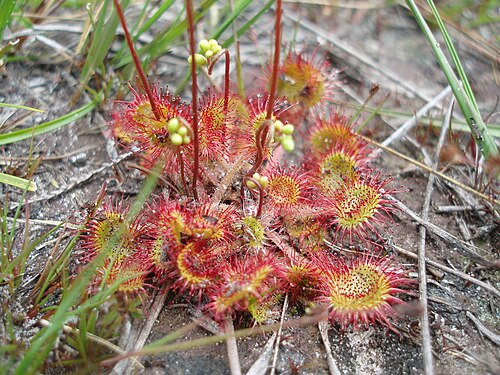 Round-leaved sundew: Rundblättriger Sonnentau ( Drosera rotundifolia ) im Nationalpark Drents-Friese Wold , Niederlande